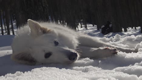 White-Swiss-Shepherd-Dog-Lies-in-Snowy-Forest-Close-Up