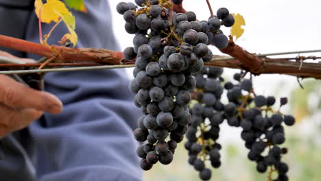 Close-up-of-grapes-being-handpicked-during-a-harvest-at-a-winery