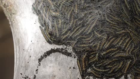 close up of a colony of tent caterpillars within a silk shelter on a small tree