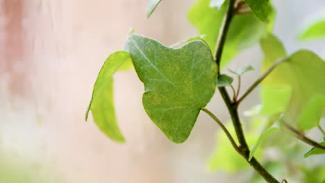 Slow-pan-across-houseplant-in-front-of-window-to-close-up-of-ivy-leaf