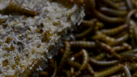 the mealworm is a species of darkling beetle used to feed pets like fish, snakes, birds, and frogs