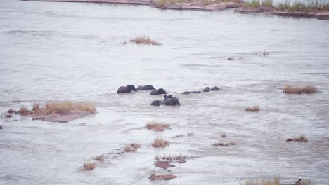 African-elephant-herd-bathing-in-wide-river-stream-while-crossing