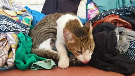 a cute tabby cat sitting amongst a pile of colourful, patterned clothes, licking and grooming her tail