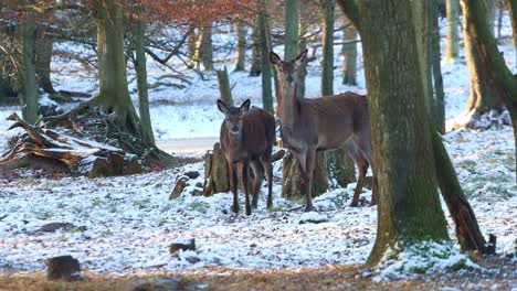 Wild-dear-winter-park-fawn-–-4K-Ultra-HD-UHD