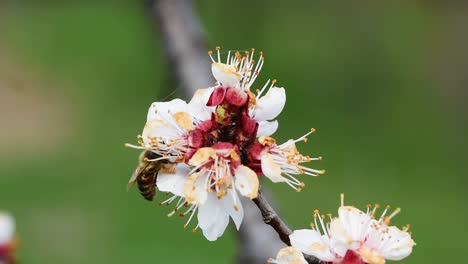 蜜蜂在開花的<unk>樹上授粉花朵