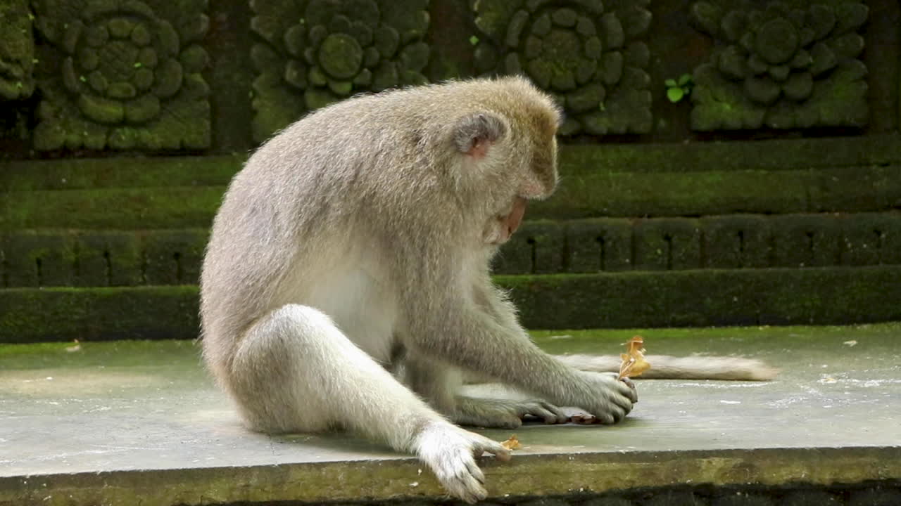 macaco de cola larga tratando de abrir una nuez golpeándola en la pared de un templo en el bosque sagrado de los monos en ubud, bali