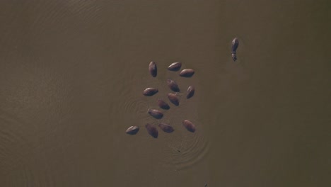 Grupo-De-Hipopótamos-En-Un-Estanque---Vista-Estática-De-Arriba-Hacia-Abajo---Safari-Ramat-Gan-Israel-#002