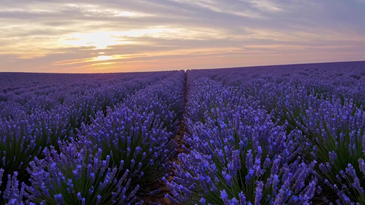 Flygfoto över ett blommande lavendelfält vid solnedgången.
