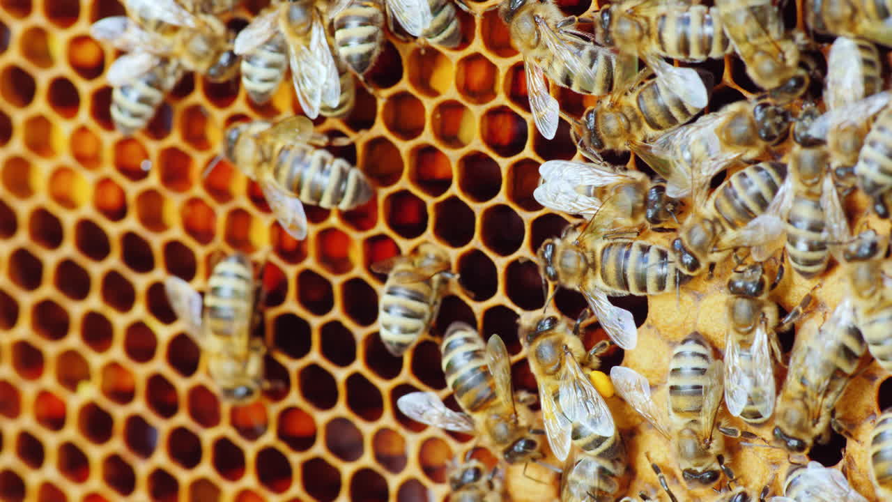 Vita all'interno di un alveare. Api lavorano sui telaini con il miele. Scatto macro.