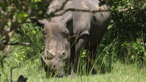 White-Rhino-walking-behind-trees-in-Uganda,-Africa