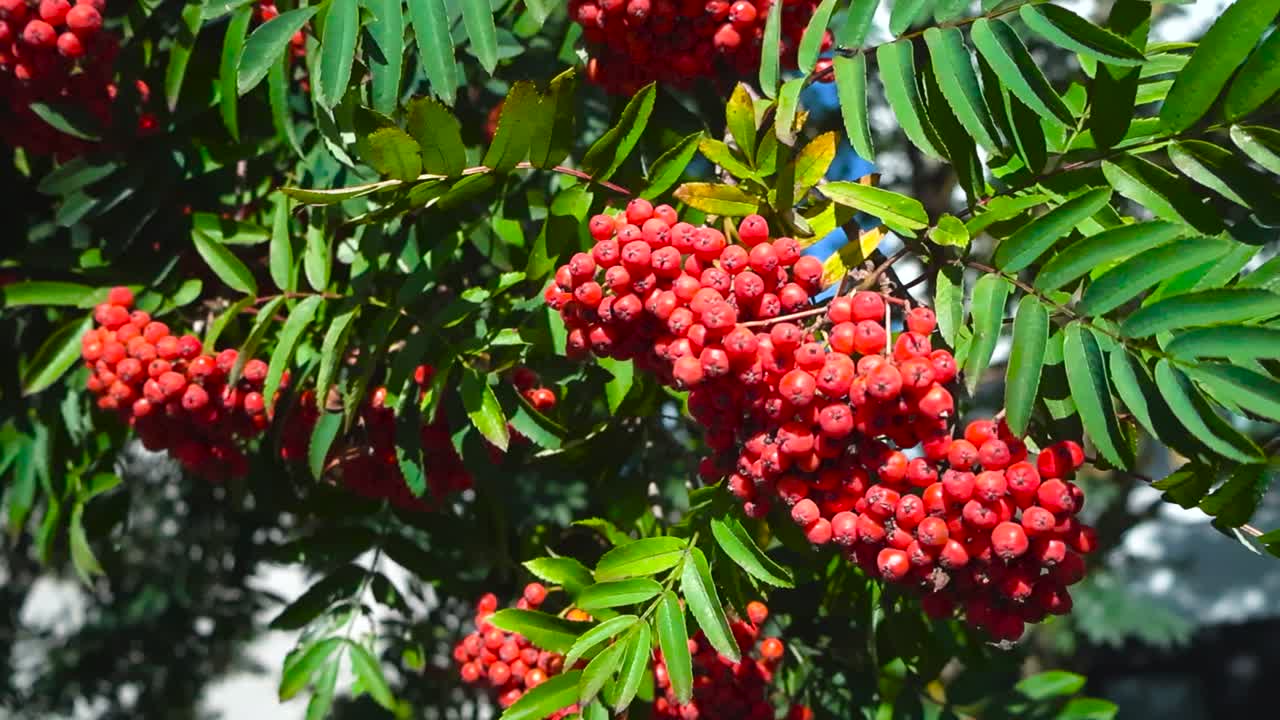 Close up view orbiting and spinning around ripe red colored mountain ash or rowan tree berries in between green long leaves in bunches. The nutritious fruit are hanging in the sunshine, vibrant colors