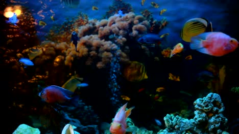 exotic fishes in an aquarium