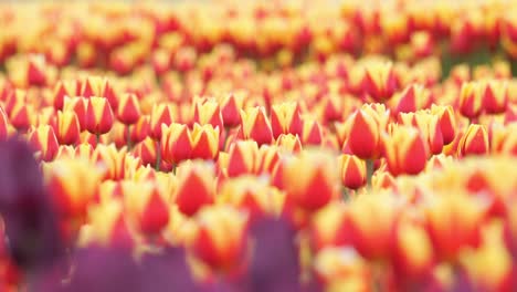 blooming tulip fields on breeze day in springtime