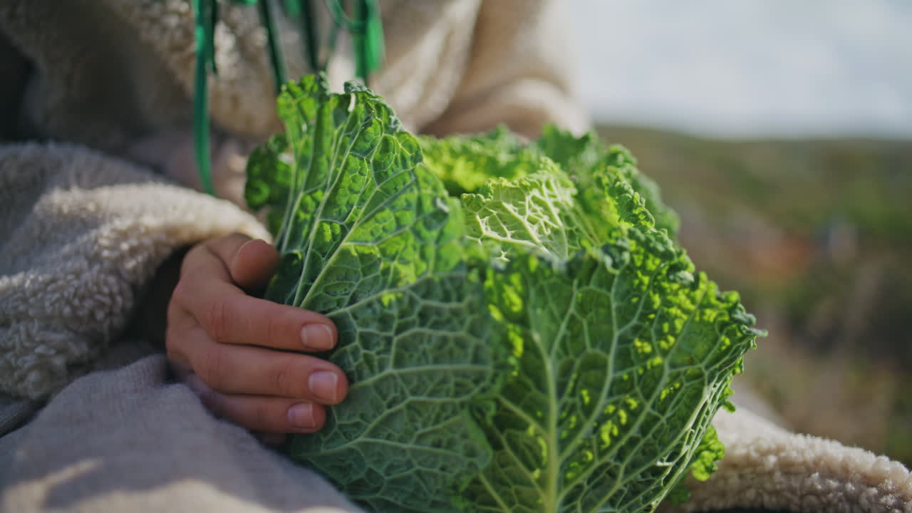 persona con la cabeza de repollo en las manos de primer plano. repollo verde fresco al aire libre en soleado
