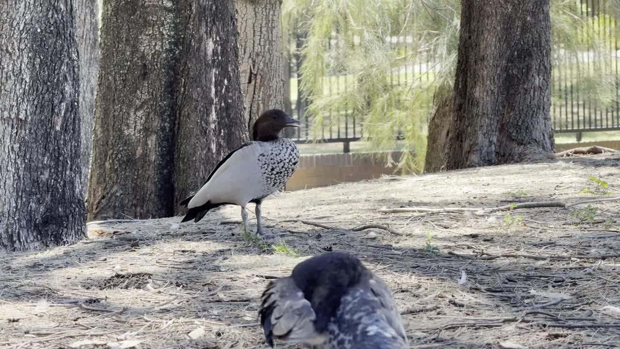 A group of pigeons forage on the ground, pecking for food in an open urban space. The scene captures everyday bird behavior and the calm rhythm of city wildlife