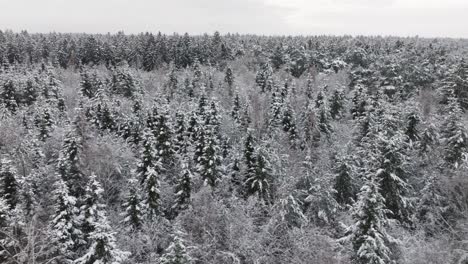 Vista-Aérea-De-Un-Bosque-Nevado-En-El-Norte-De-Alemania