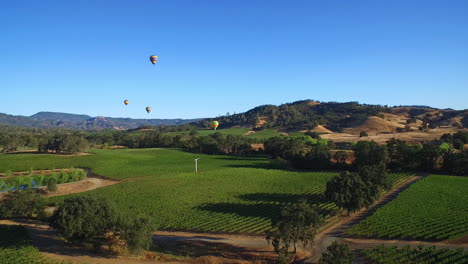 Una-Antena-De-Poca-Altura-Sobre-Hileras-De-Viñedos-En-El-Condado-De-Sonoma,-En-El-Norte-De-California,-Con-Globos-De-Aire-Caliente-En-La-Distancia-5