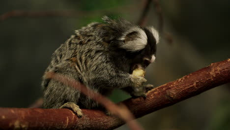 Ein-Marmoset-Affe,-Der-Obst-Isst,-Während-Er-Auf-Dem-Ast-Sitzt---Nahaufnahme