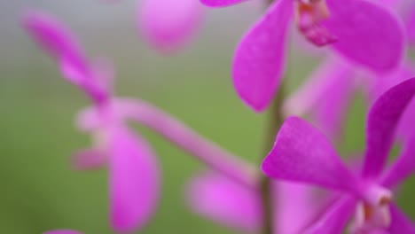 close up footage of purple orchid flower