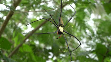 Enorme-Araña-Tejedora-Orbe-Dorada-En-La-Web-Con-Pedipalpo-Rojo,-Nephila-Pilipes