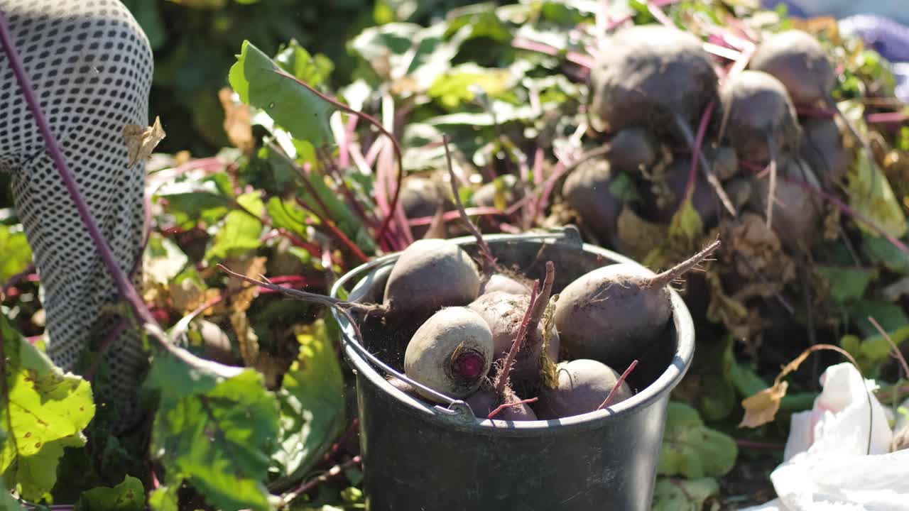 유기농 식품을 보유하는 비트를 수확하는 것