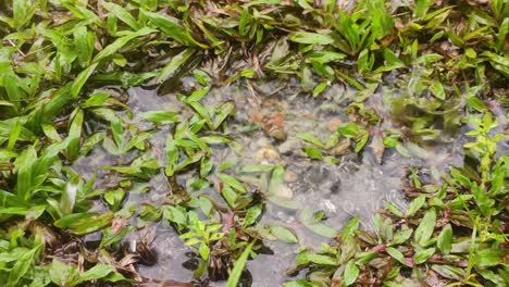 pan-shot-of-raindrops-on-the-grass