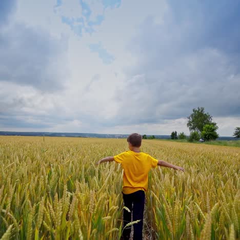 cute child running in a wheat golden field on a summer day. video from back. blue and gold colours.