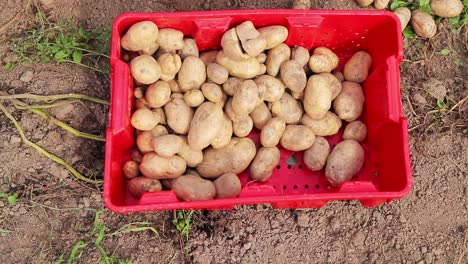 female hands putting potatoes into tote-tub slow motion