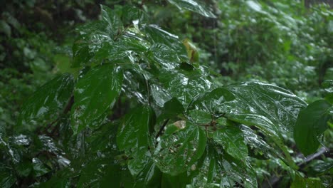 En-La-Temporada-De-Lluvias,-El-Este-De-La-India-Recibe-Fuertes-Lluvias-Durante-La-Temporada-De-Lluvias