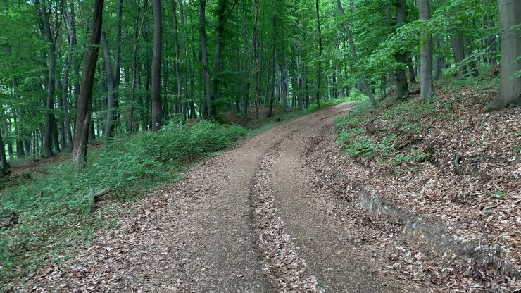 Moving through a lush green forest