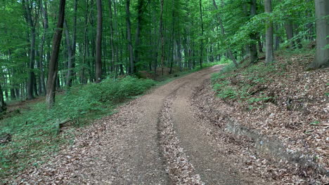 moving through a lush green forest