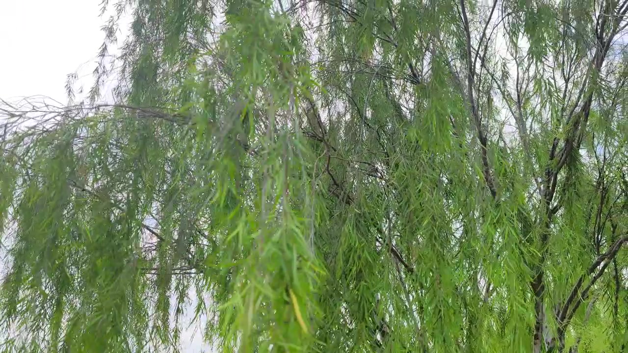 Kaunis itkupaju (Salix babylonica) seisoo sirosti. Sen pitkät, ohuet oksat riippuvat elegantisti maata kohti. Vihreät lehdet huojuvat kevyesti tuulessa.