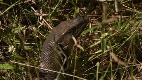 Lagarto-Monitor-En-El-Jardín-De-Sri-Lanka