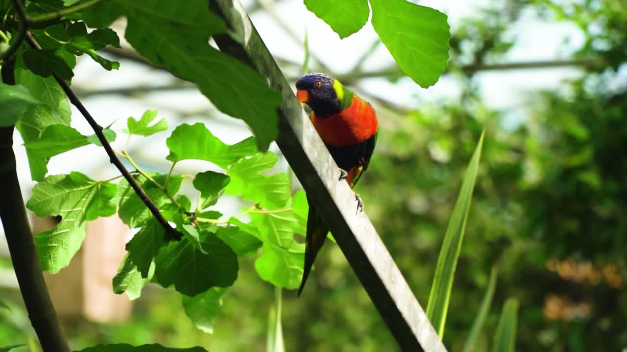 primer plano de loro en la casa de cristal de la naturaleza deslizándose hacia abajo subiendo luciendo gracioso dando la vuelta y escondiéndose de la cámara sintiéndose incómodo y nublado escenarios de películas cinematográficas
