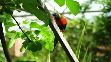 close-up-parrot-in-nature-glass-house-sliding-down-climbing-up-looking-funny-turning-around-and-hiding-away-from-the-camera-feeling-awkward-cloudy-cinematic-movie-settings