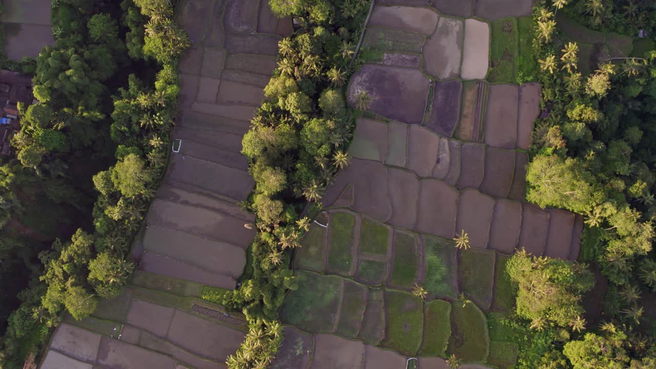 vista desde arriba de las terrazas de arroz en bali, indonesia, durante el amanecer, aérea