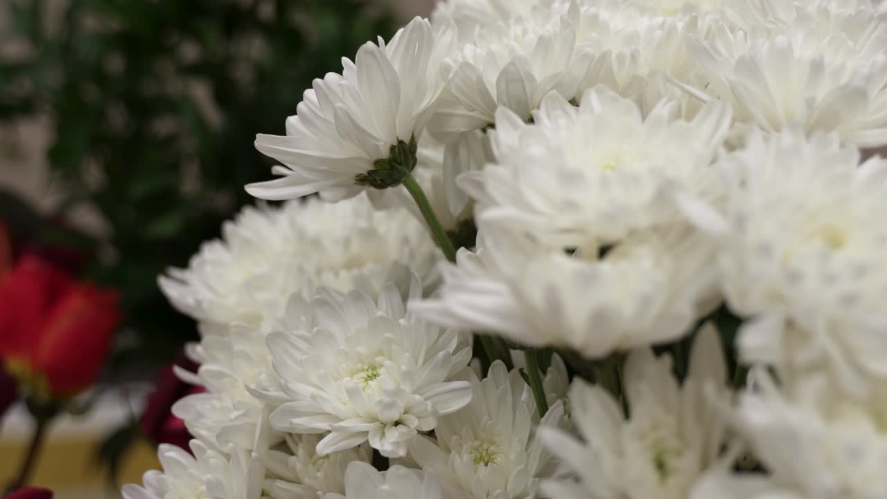 꽃집에 있는 국화, 빨간 장미, 필러 식물의 꽃병 - 패닝을 닫습니다.