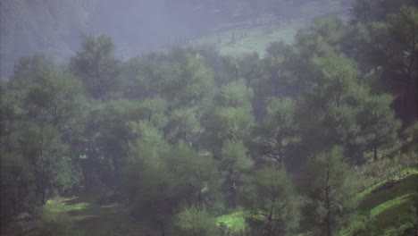 lush greenery envelops a serene valley under gentle morning sunlight