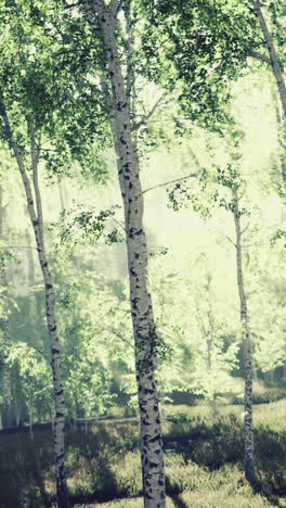 bosque de abedul brumoso