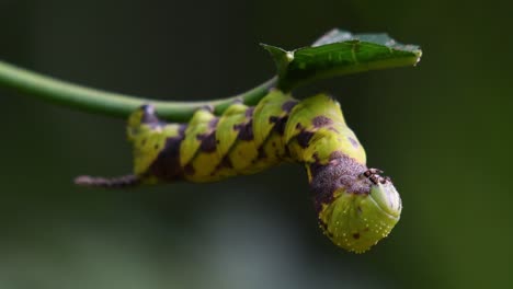 Carepillar-Con-Un-Cuerno-Y-Un-Patrón-A-Cuadros-Comiendo-Una-Hoja-Mientras-Se-Prepara-Para-La-Metamorfosis-En-La-Jungla-Del-Parque-Nacional-Kaeng-Krachan