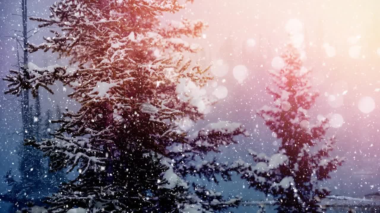 눈이 내리고 소나무들이