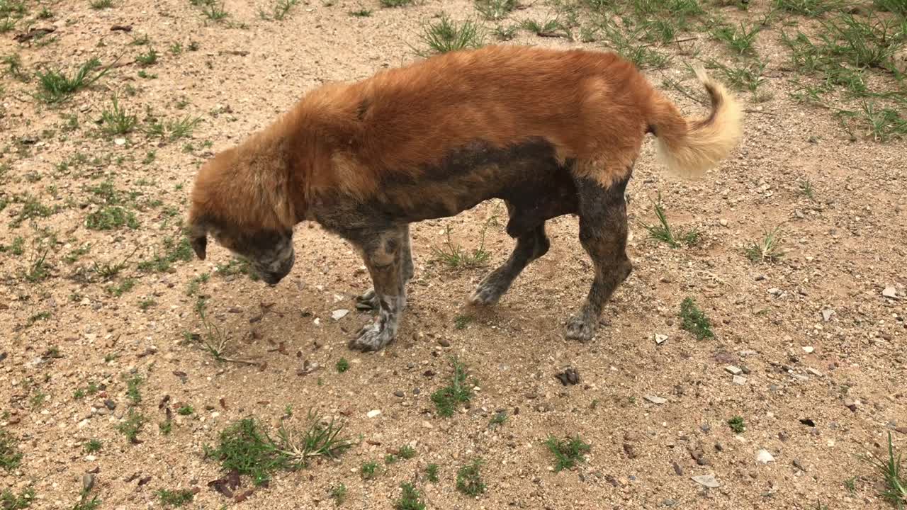 Cane tailandese anziano