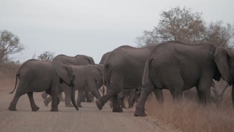 herd of elephants crosses road