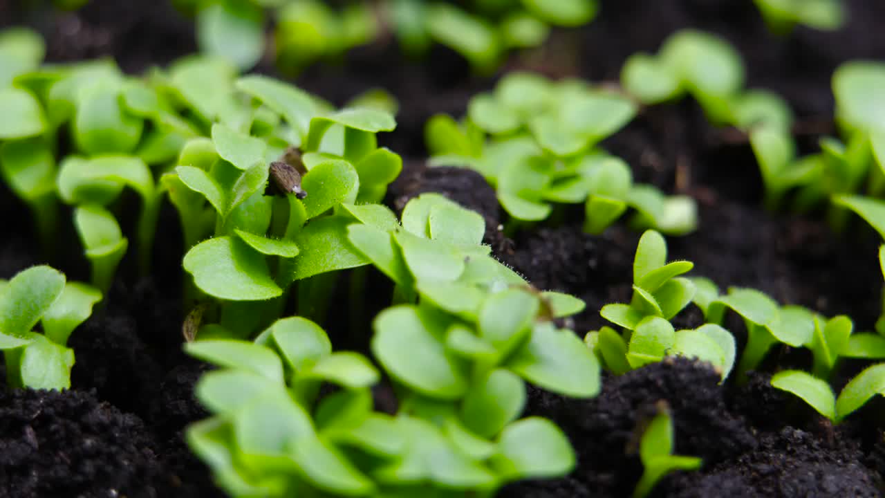 Growing plants in spring timelapse -Close-up