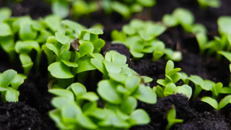 growing plants in spring timelapse -close-up
