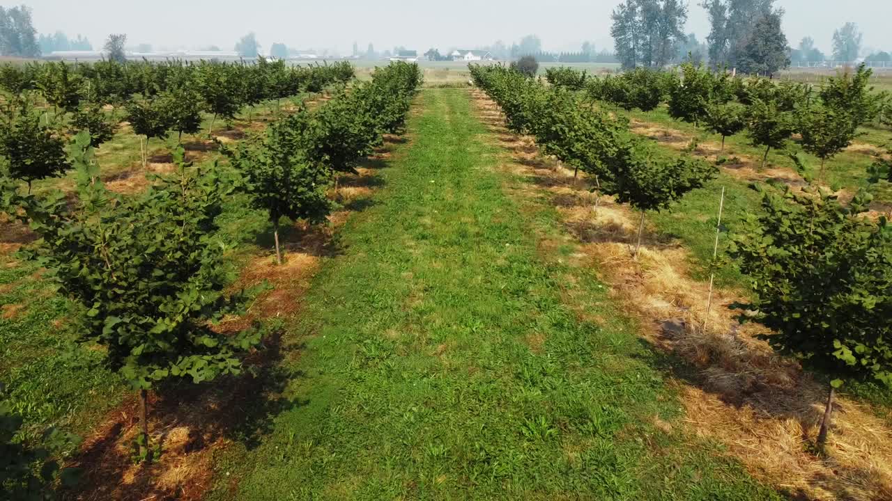 Drone push of tree farm