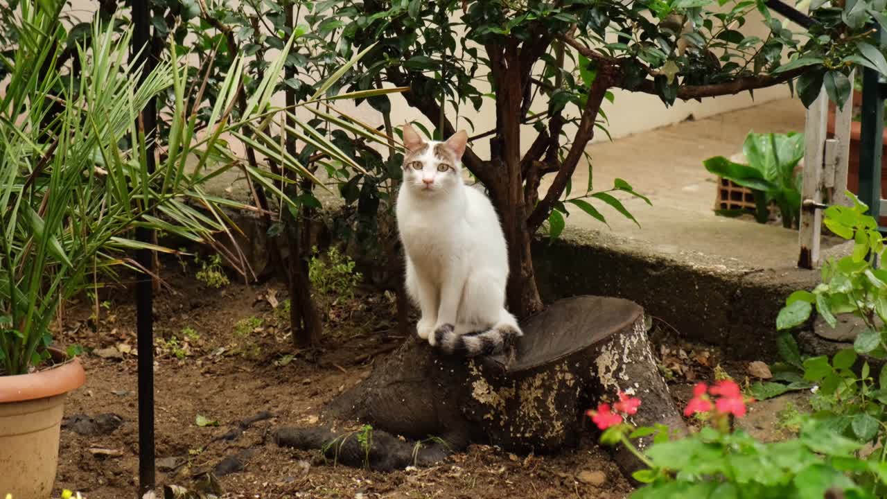 Un gatto bianco è seduto su un tronco in un giardino e guarda direttamente in camera.
