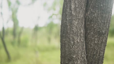 A-close-up-shot-of-the-bark-and-twisted-trunk-of-a-tree-tilting-up-to-reveal-the-sunrays-beaming-through-the-vibrant-tree-top-canopy,-India