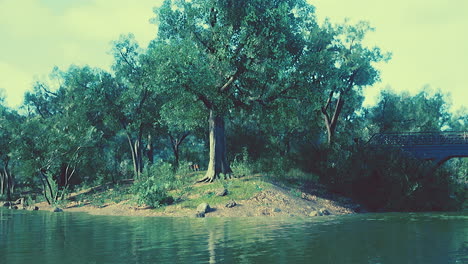 paisaje de estanque de bosque verde de verano