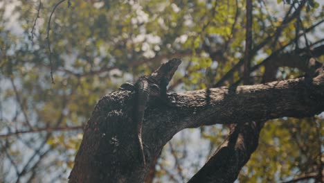 An-Iguana-Lizard-Resting-On-The-Tropical-Tree-During-Summer-In-Guanacaste,-Costa-Rica